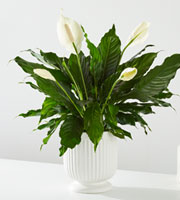 Comfort Planter